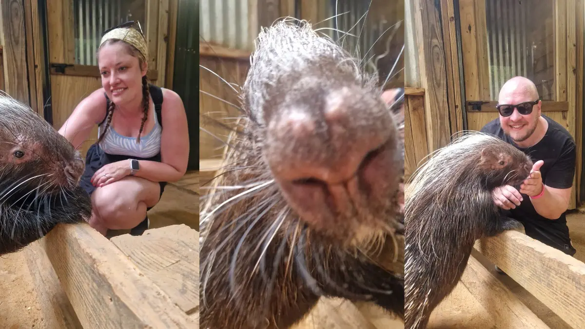 Porcupine Experience at Wild Florida
